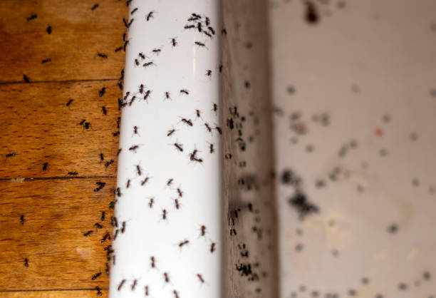 Trusted Holiday City Berkeley, NJ Pest Control Experts